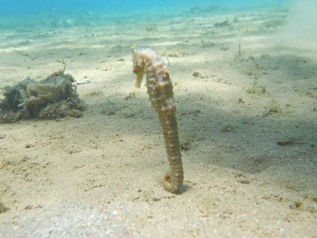 Arab Divers Dive Center And Bed & Breakfast Aqaba
