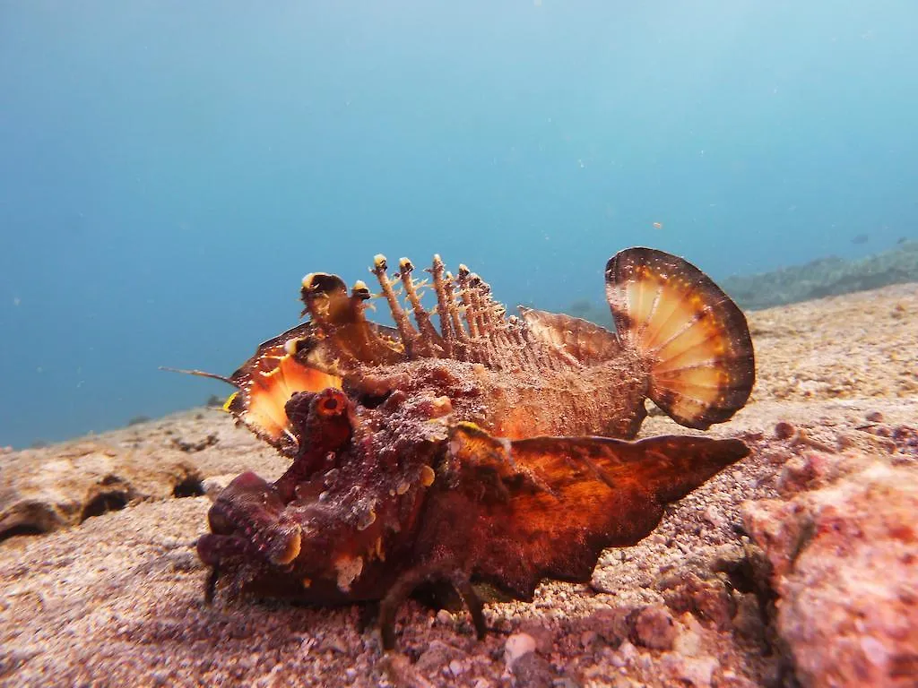 ***  Arab Divers Dive Center And Bed & Breakfast Aqaba Jordanie
